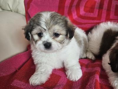 Shishon (Shih Tzu x Bichon Frise) puppies for sale in Kildare