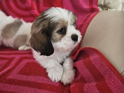 Shishon (Shih Tzu x Bichon Frise) puppies for sale in Kildare