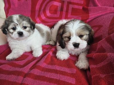 Shishon (Shih Tzu x Bichon Frise) puppies for sale in Kildare