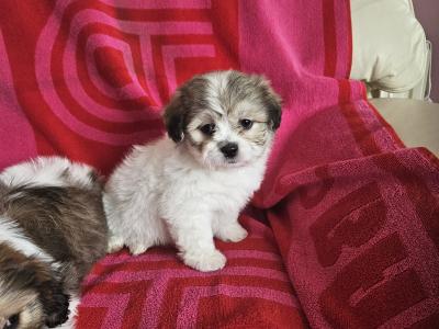 Shishon (Shih Tzu x Bichon Frise) puppies for sale in Kildare