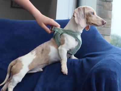 IKC Registered Miniature Dachshund Stud in Donegal