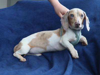 IKC Registered Miniature Dachshund Stud in Donegal
