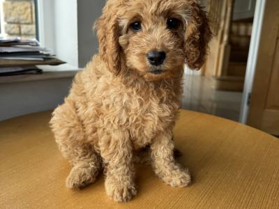 Cavapoo puppies in Monaghan