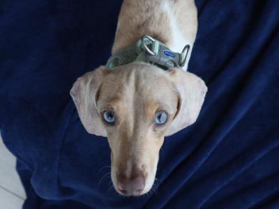 IKC Registered Miniature Dachshund Stud in Donegal