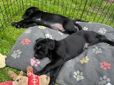 SOLD! 2 Beautiful, Black Male Labrador puppies in Offaly are looking for their Forever Homes