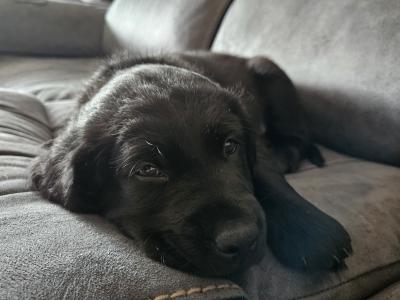 SOLD! 2 Beautiful, Black Male Labrador puppies in Offaly are looking for their Forever Homes