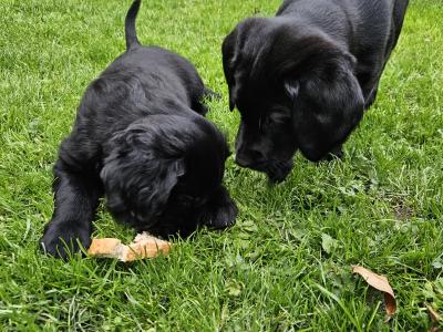 SOLD! 2 Beautiful, Black Male Labrador puppies in Offaly are looking for their Forever Homes