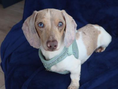 IKC Registered Miniature Dachshund Stud in Donegal
