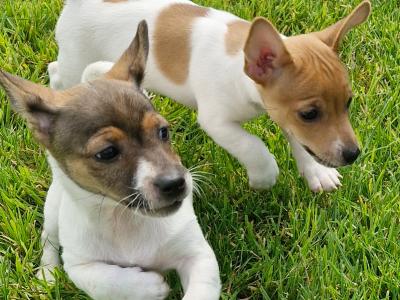 Playful Full Jack Russell Terrier puppies in Tipperary