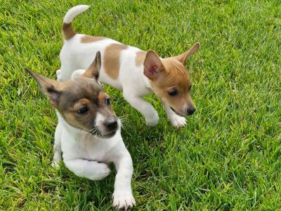 Playful Full Jack Russell Terrier puppies in Tipperary