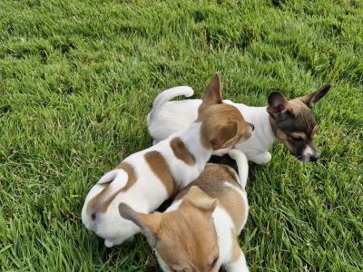 Playful Full Jack Russell Terrier puppies in Tipperary