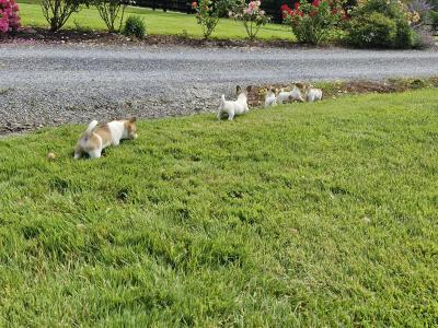Playful Full Jack Russell Terrier puppies in Tipperary