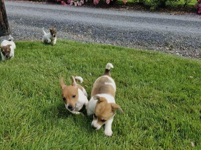 Playful Full Jack Russell Terrier puppies in Tipperary