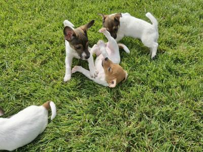 Playful Full Jack Russell Terrier puppies in Tipperary