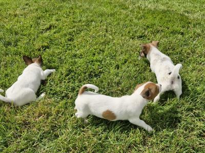 Playful Full Jack Russell Terrier puppies in Tipperary