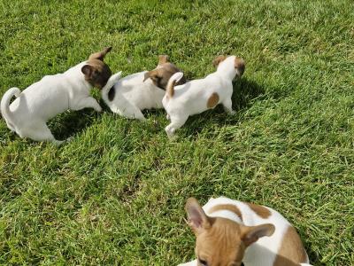 Playful Full Jack Russell Terrier puppies in Tipperary