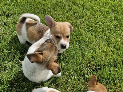 Playful Full Jack Russell Terrier puppies in Tipperary