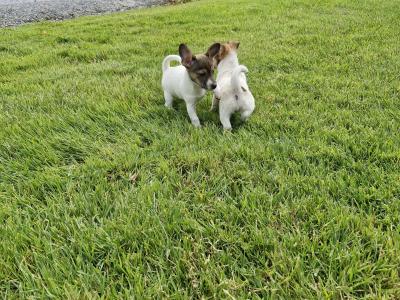 Playful Full Jack Russell Terrier puppies in Tipperary