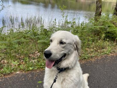 Golden Retriever - Sam - for stud in Donegal