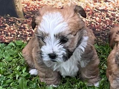 3 Morkie puppies (Maltese x Yorkshire Terrier) for sale in Mayo 0832019128
