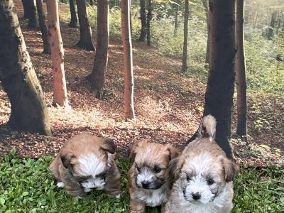 3 Morkie puppies (Maltese x Yorkshire Terrier) for sale in Mayo 0832019128