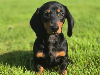 Miniature male Dachshund puppy in Limerick