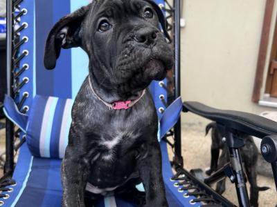 Cane Corso (Italian Mastiff) puppies for sale in Louth