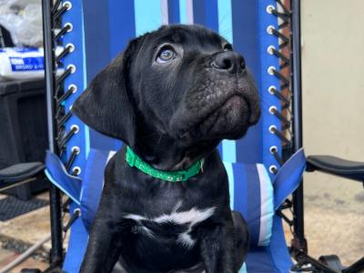 Cane Corso (Italian Mastiff) puppies for sale in Louth