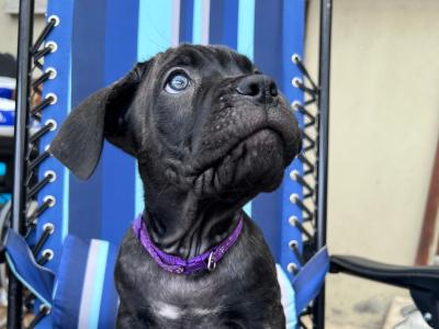 Cane Corso (Italian Mastiff) puppies for sale in Louth