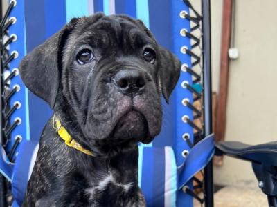 Cane Corso ( Italian mastiff) puppies for sale in Louth