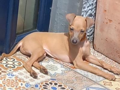 Italian Greyhound puppies in Waterford