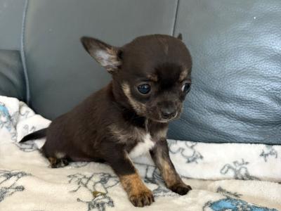 Tea Cup Chihuahua (male)