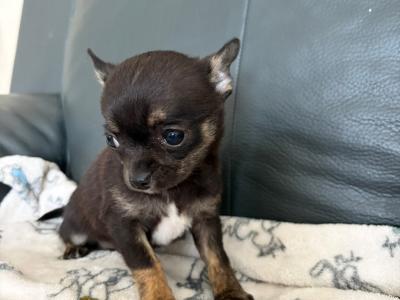 Tea Cup Chihuahua (male)