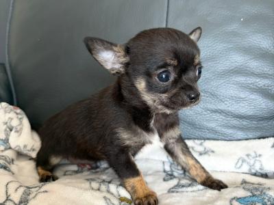 Tea Cup Chihuahua (male)