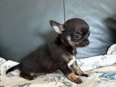 Tea Cup Chihuahua (male)