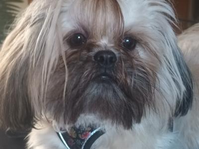 Loving male Shih Tzu  17 months old in Cork