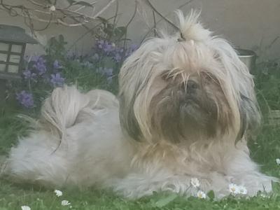 Loving male Shih Tzu  17 months old in Cork