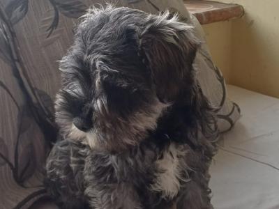Miniature Schnauzer puppies in Kildare