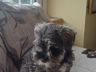 Miniature Schnauzer puppies in Kildare