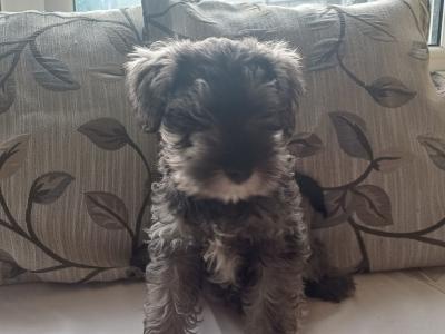Miniature Schnauzer puppies in Kildare