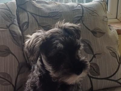 Miniature Schnauzer puppies in Kildare