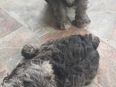 Miniature Schnauzer puppies in Kildare