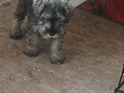 Miniature Schnauzer puppies in Kildare
