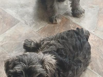 Miniature Schnauzer puppies in Kildare