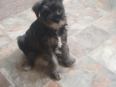 Miniature Schnauzer puppies in Kildare