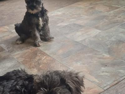 Miniature Schnauzer puppies in Kildare