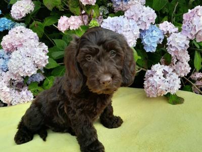 Complete chocolate brown Cockapoo available