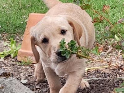 Beautiful Labrador Retriever puppies in Wexford