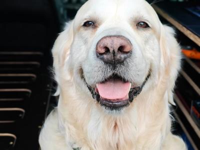 Marley - Golden Retriver for stud