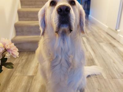 Marley - Golden Retriver for stud